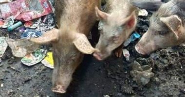 شكوى من تربية الخنازير بمنطقة "الزرايب" وانتشار القمامة ومخلفاتها 