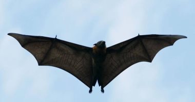 الصين تكشف "سر الخفاش".. فريق بحثى: قادر على نشر الفيروسات دون إصابته