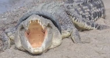 إندونيسيا تطرح مكافأة لمن يخلص تمساح من أزمته بعد معاناة 4 سنوات.. فيديو