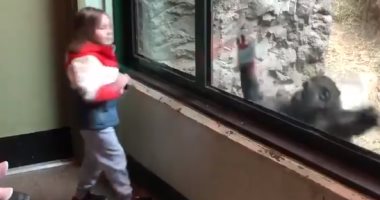 فيديو طريف لطفلة تلعب مع غوريلا في زيارة لحديقة حيوان نيويورك