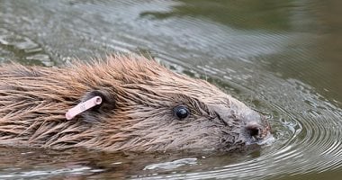 كيف يصنع القندس “درعًا مناخيًا” يحمى الأرض من الكربون؟