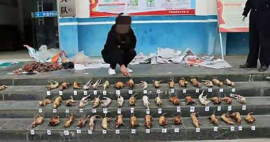 تفاصيل مصادرة الشرطة الصينية حيوانات تباع سرا من خلال تطبيق we chat.. صور