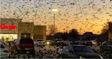 شاهد.. لحظة هجوم سرب طيور على مركز تسوق فى ولاية تكساس الأمريكية