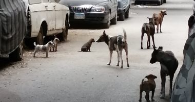 انتشار الكلاب الضالة يزعج سكان شارع حسن إبراهيم بمدينة نصر