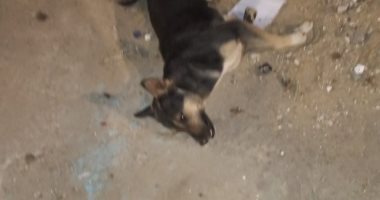 شكوى من انتشار الكلاب الضالة النافقة بمنطقة حدائق أكتوبر