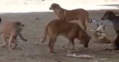 قارئ يشكو من انتشار الكلاب الضالة بمساكن أطلس الحى العاشر بمدينة نصر