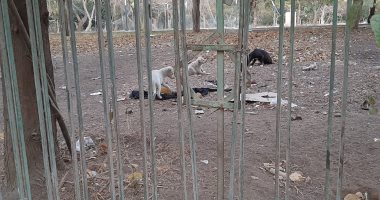 انتشار الكلاب الضالة داخل حديقة الطفل الملحقة بمكتبة مصر العامة بمدينة نصر