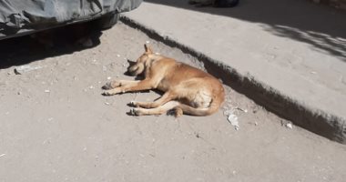 قارئ يشكو من انتشار الكلاب الضالة بشارع المسيرى فى الزيتون بالقاهرة 
