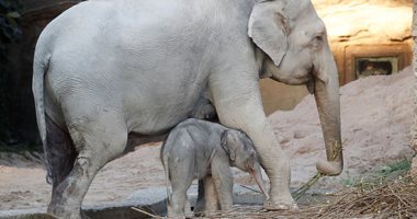 الفيل "اومش" بعد يومين من ولادته فى حديقة حيوان زيوريخ 