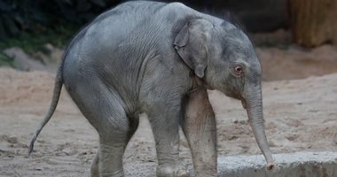 صور.. فيل بعد ولادته بـ 48 ساعة فى حديقة حيوان سويسرية