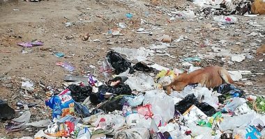 شكوى من انتشار القمامة والكلاب الضالة بشارع على باشا بعين شمس