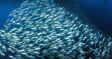 دراسة: أسماك السردين والرنجة معرضة للانقراض بسبب التغير المناخى