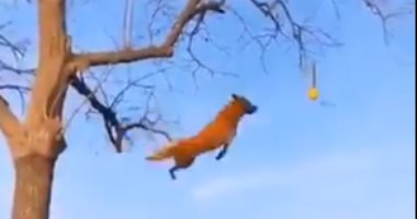 "كلاب طائرة" كلبان يمارسان تدريبات على القفز والطيران فوق الشجر.. فيديو