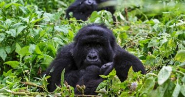 مجموعة لحماية الطبيعة تحذر من انقراض الغوريلا بعد موت 4 بسبب البرق بأوغندا
