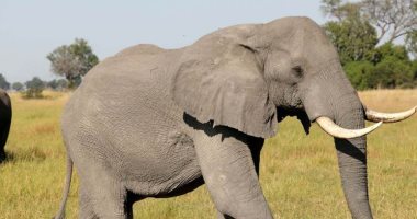  خبراء يحذرون من كارثة عالمية بعد بيع 60 فيلاً وتعريضها للقتل