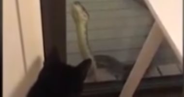 رد فعل قطة فوجئت بثعبان ضخم خلف باب زجاجى.. فيديو