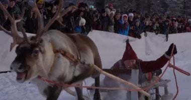 سباق غزلان الرنة فى شمال السويد يجذب السياح من جميع أنحاء العالم.. فيديو 