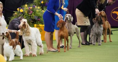 عودة مهرجان الكلاب البريطانى مع إجراءات وقائية من كورونا بعد تأجيله لشهور