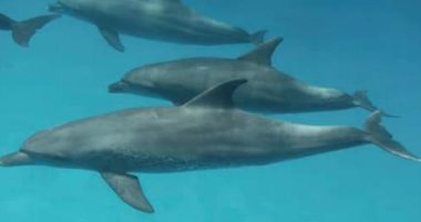 فالصو اعرف حقيقية هجرة دلافين البحر الأحمر بسبب فرض رسوم على رؤيتها