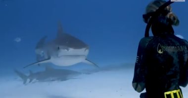 مواجهة بين غواصة محترفة وسمكة قرش خطيرة فى جزر البهاما.. فيديو