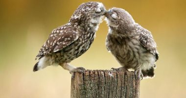 فى عيد الحب.. 7 صور توضح شعور رومانسية الحيوانات مثل البشر