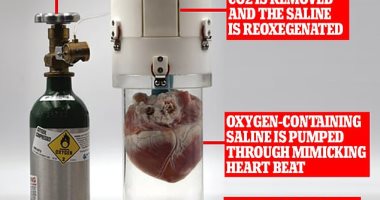 جهاز جديد لزراعة القلب يبقى الأعضاء المتبرع بها حية 24 ساعة.. اعرف التفاصيل 