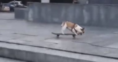 "مولود فى سيرك".. كلب يلعب على لوح التزلج بمهارة وسط شوارع روسيا..فيديو