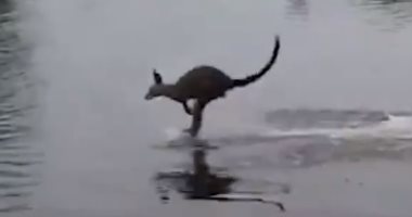 "خايف من الميه" كنغر يقفز للهروب من الفيضانات بحثا عن يابسة بأستراليا.. فيديو