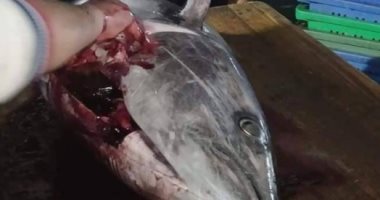 "ربك لما يريد".. فلسطينى يصطاد سمكة تونة وزنها 45 كيلو جرام بشباك نايلون