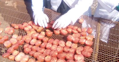 الزراعة: مشروع تجفيف الطماطم يحقق قيمة مضافة ويعظم العائد الاقتصادى