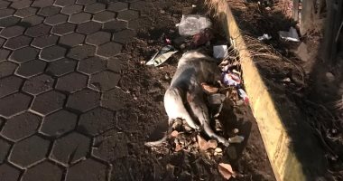 قارئ يناشد بإزالة كلب نافق على رصيف حديقة الطفل بمدينة نصر