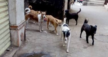 "الكلاب الضالة" شكوى سكان شارع سليم بحى الزيتون فى القاهرة