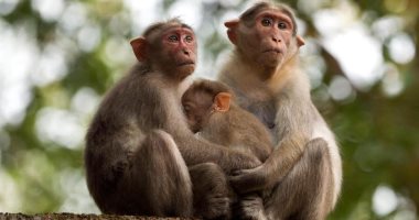 حديقة الحيوان تكشف سبب انتشار القرود فى حدائق الأهرام.. فيديو