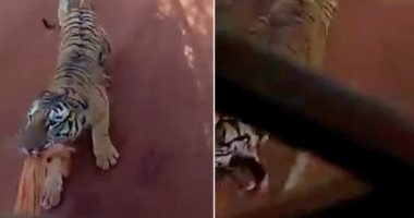 نمر يطارد حافلة سياح فى غابة مفتوحة بالهند بسبب قطعة قماش.. فيديو
