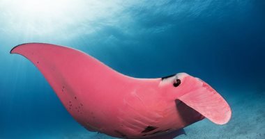 شيطان البحر الوردى.. مصور يكشف عن صور لكائن بحرى نادر فى أستراليا