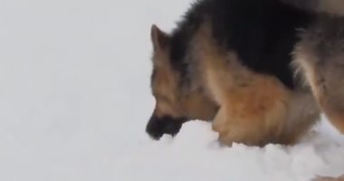 كلاب إنقاذ تخرج ضحايا دفنوا في انهيار جليدي بجال الألب في فرنسا.. فيديو