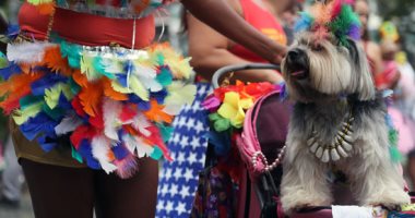 كلاب خارقون فى مهرجان ريو دى جانيرو الاستعراضى