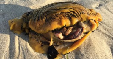 صور.. العثور على مخلوق غريب بأحد شواطئ أستراليا يفرز سم لمن يهاجمه