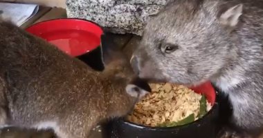 كوالا وكنغر يتشاركان الطعام فى إناء واحد بمنزل أسترالى قبل عودتهما للغابة.. فيديو