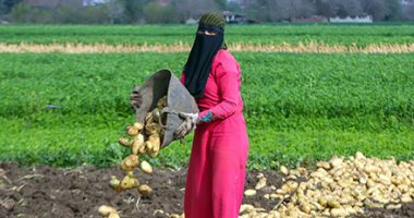 كيف تختار تقاوى البطاطس والصنف الصالح للزراعة.. اقرأ التفاصيل