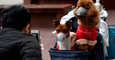 صحيفة صينية: إصابة جديدة لكلب بكورونا من صاحبه.. ومخاوف من تطور طرق انتقال الفيروس