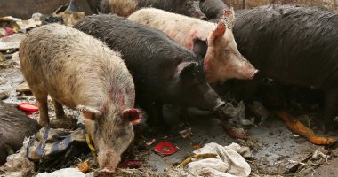 تسجيل حالات إصابة جديدة بحمى الخنازير الأفريقية شرقي الصين
