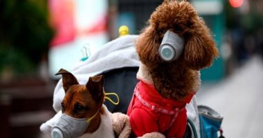 عالم فيروسات بريطانى: الكلاب يمكن أن تصاب بكورونا وتنقلها للبشر 