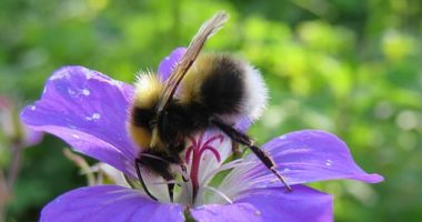 تحذيرات بيئية: المبيدات الحشرية تؤثر على النحل وتدمر خلايا مخها