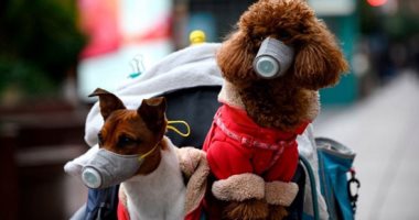 جامعة هونج كونج: لايوجد دليل على انتقال فيروس كورونا من الكلاب إلى الإنسان