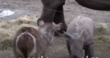 شاهد.. صغير وحيد القرن يتعرف على الحيوانات للمرة الأولى