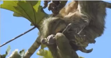مشهد نادر.. فيديو يوثق لحظة ولادة أنثى الكسلان وهى معلقة على غصن شجرة