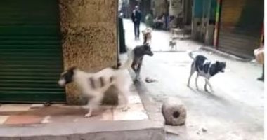 أهالى وسكان الإمام الغزالى بإمبابة يشكون انتشار الكلاب الضالة