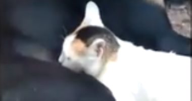 "عشان يتيمة".. كلبة تتبنّى قطة وترضعها بعد موت أمها.. فيديو