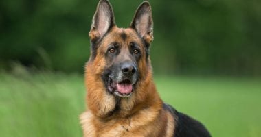 مؤسسة بريطانية خيرية تبدأ تدريب الكلاب لاكتشاف مصاب كورونا بـ"الشم"